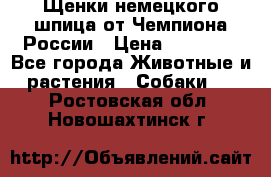 Щенки немецкого шпица от Чемпиона России › Цена ­ 50 000 - Все города Животные и растения » Собаки   . Ростовская обл.,Новошахтинск г.